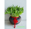 開運竹盆栽~ 喜慶. 開幕. 榮陞. 致賀.台北花店